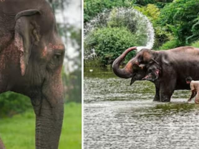 क्या है माधुरी का पूरा मामला, SC ने क्या दिया था आदेश, जिसके बाद पहुंची वनतारा क्या है माधुरी का पूरा मामला, SC ने क्या दिया था आदेश, जिसके बाद पहुंची वनतारा