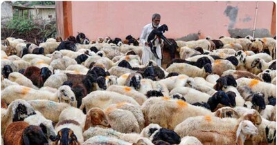 पशुपालकों ने हल्दी में जहरीले तत्व की आशंका जाहिर की है. (सांकेतिक तस्वीर)