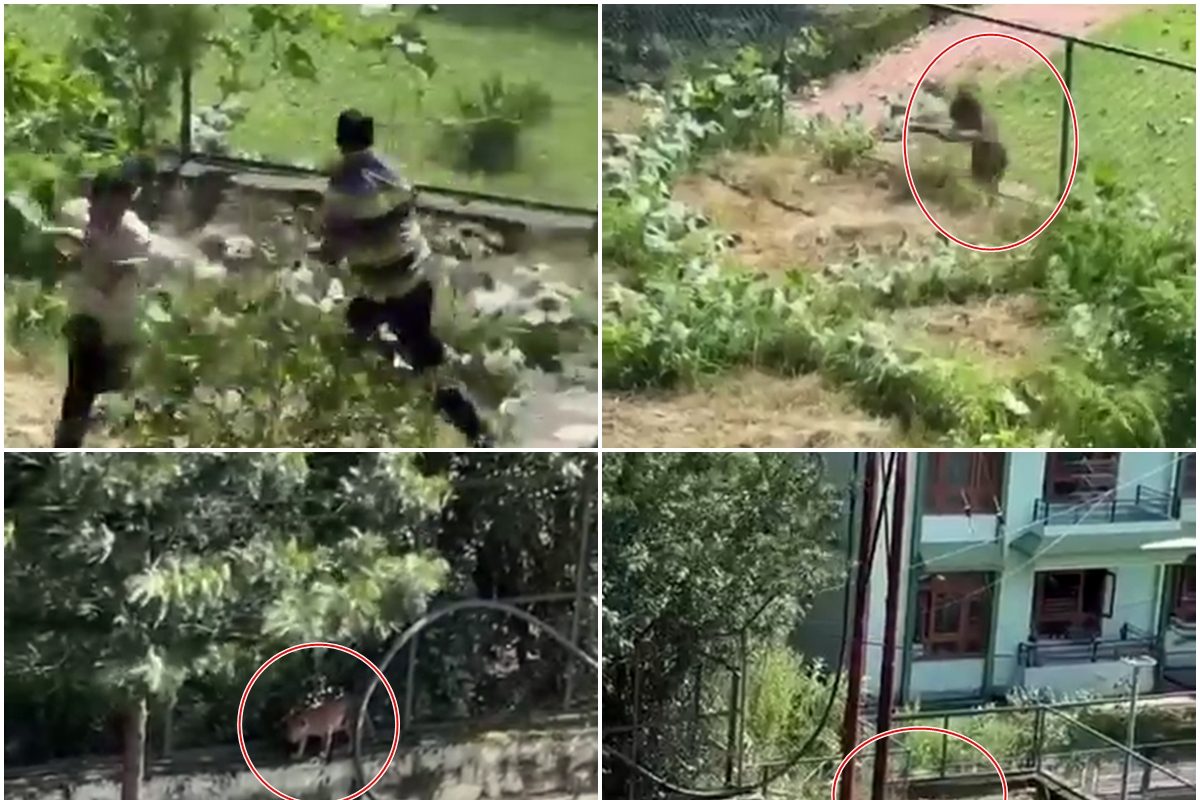 VIDEO: शिमला के रामपुर में तेंदुए का आतंक पार्क में दिनदहाड़े घूमता दिखा
