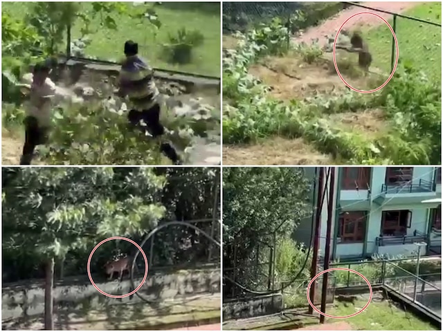 शिमला के रामपुर में तेंदुए का आतंक, पार्क में दिनदहाड़े घूमता दिखा शिमला के रामपुर में तेंदुए का आतंक, पार्क में दिनदहाड़े घूमता दिखा