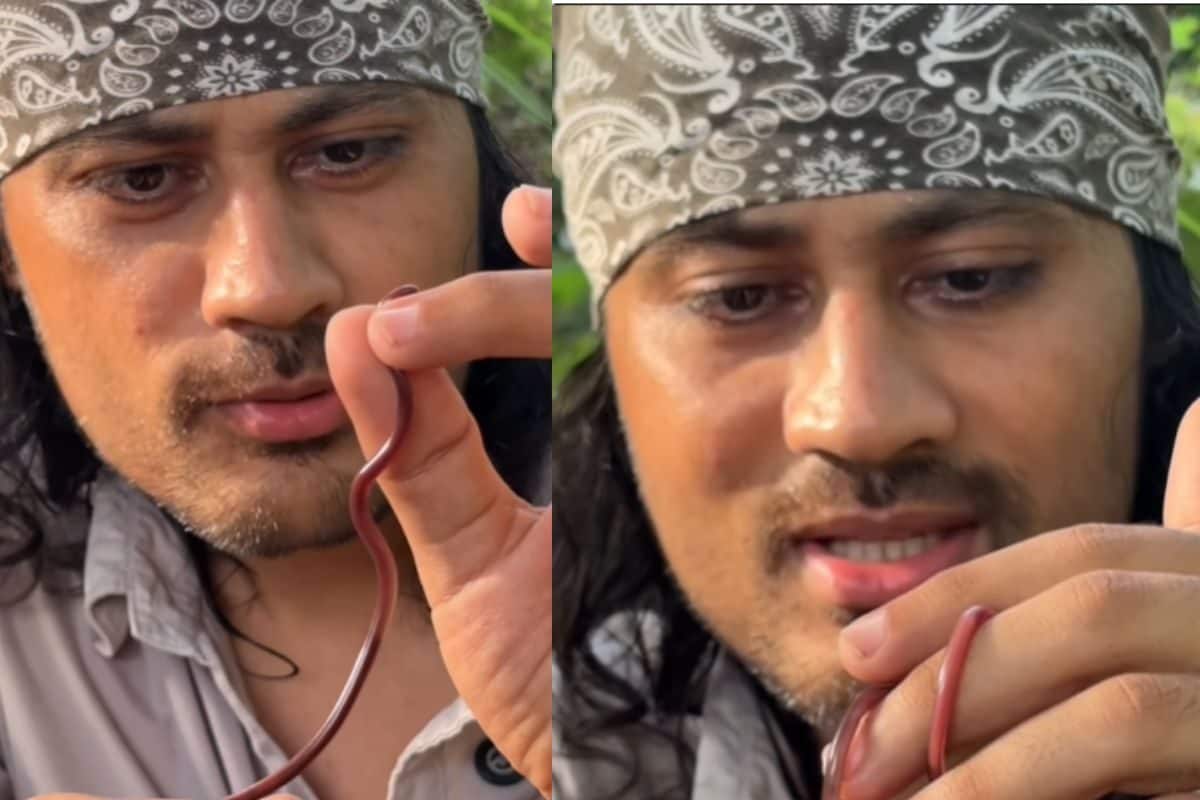 शख्स ने पकड़ा छोटा सा सांप, बताया कि कितना जहरीला है ये, और भी बताए इसके चौंका