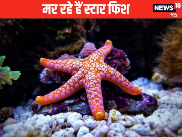 समंदर में फैली रहस्यमय बीमारी, समुद्री जीवों को खत्म कर रहा खतरनाक बैक्टीरिया समंदर में फैली रहस्यमय बीमारी, समुद्री जीवों को खत्म कर रहा खतरनाक बैक्टीरिया