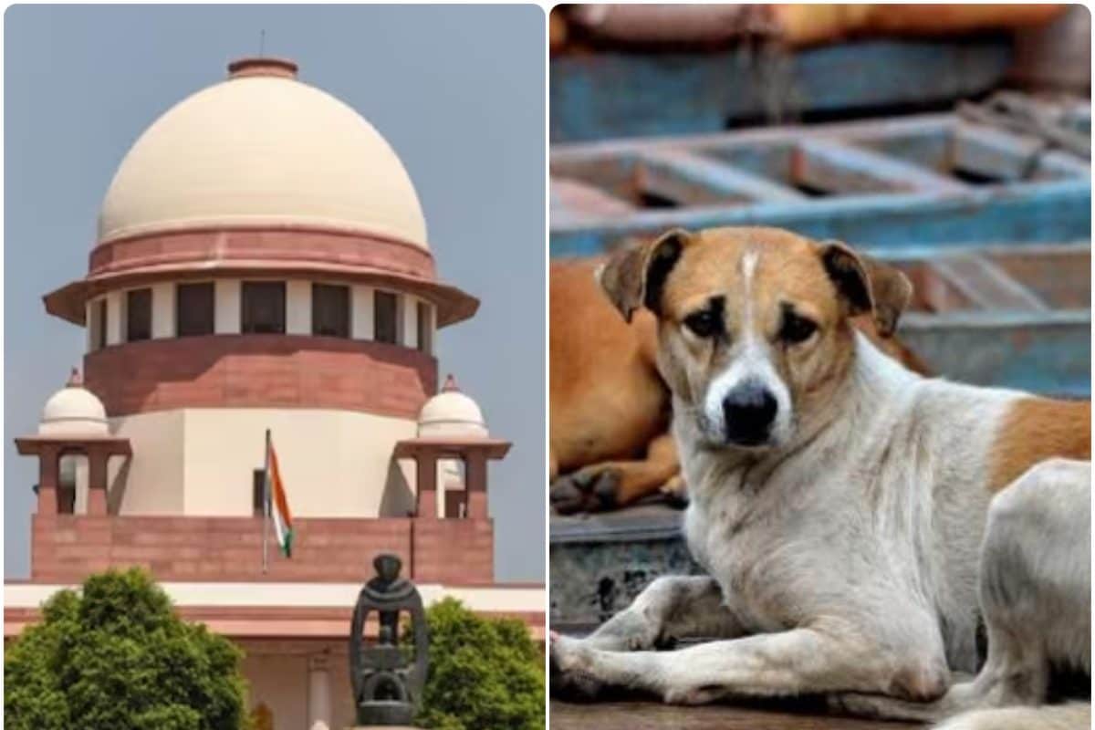 कौन हैं सुप्रीम कोर्ट के वो 3 जज जो अब करेंगे आवारा कुत्तों के मामले की सुनवाई