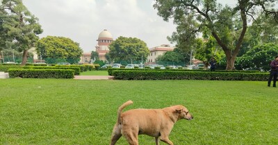 आवारा कुत्तों से जुड़े याचिका सुप्रीम कोर्ट के जस्टिस क्या बोले? (फाइल)