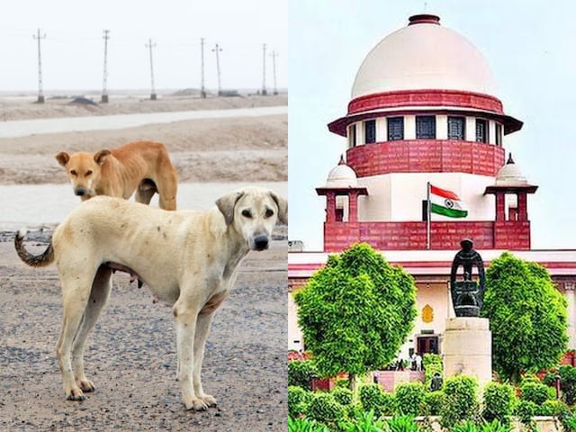 'कुत्तों को उठाकर...' जस्टिस पारदीवाला का सख्त आदेश, SG मेहता ने किया धन्यवाद 'कुत्तों को उठाकर...' जस्टिस पारदीवाला का सख्त आदेश, SG मेहता ने किया धन्यवाद