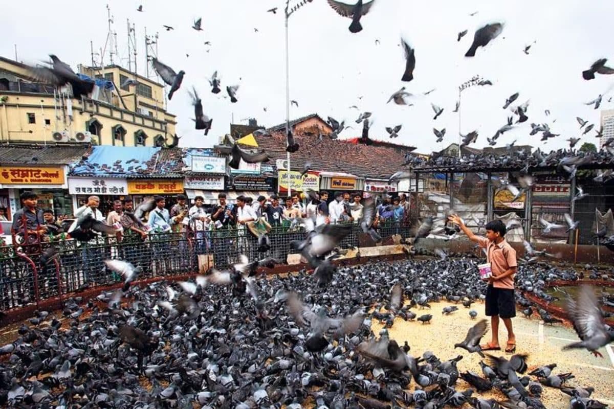 मुंबई: 918 कबूतरों की मौत के बाद मचा हड़कंप, BMC को नई जगह तलाशने के निर्देश