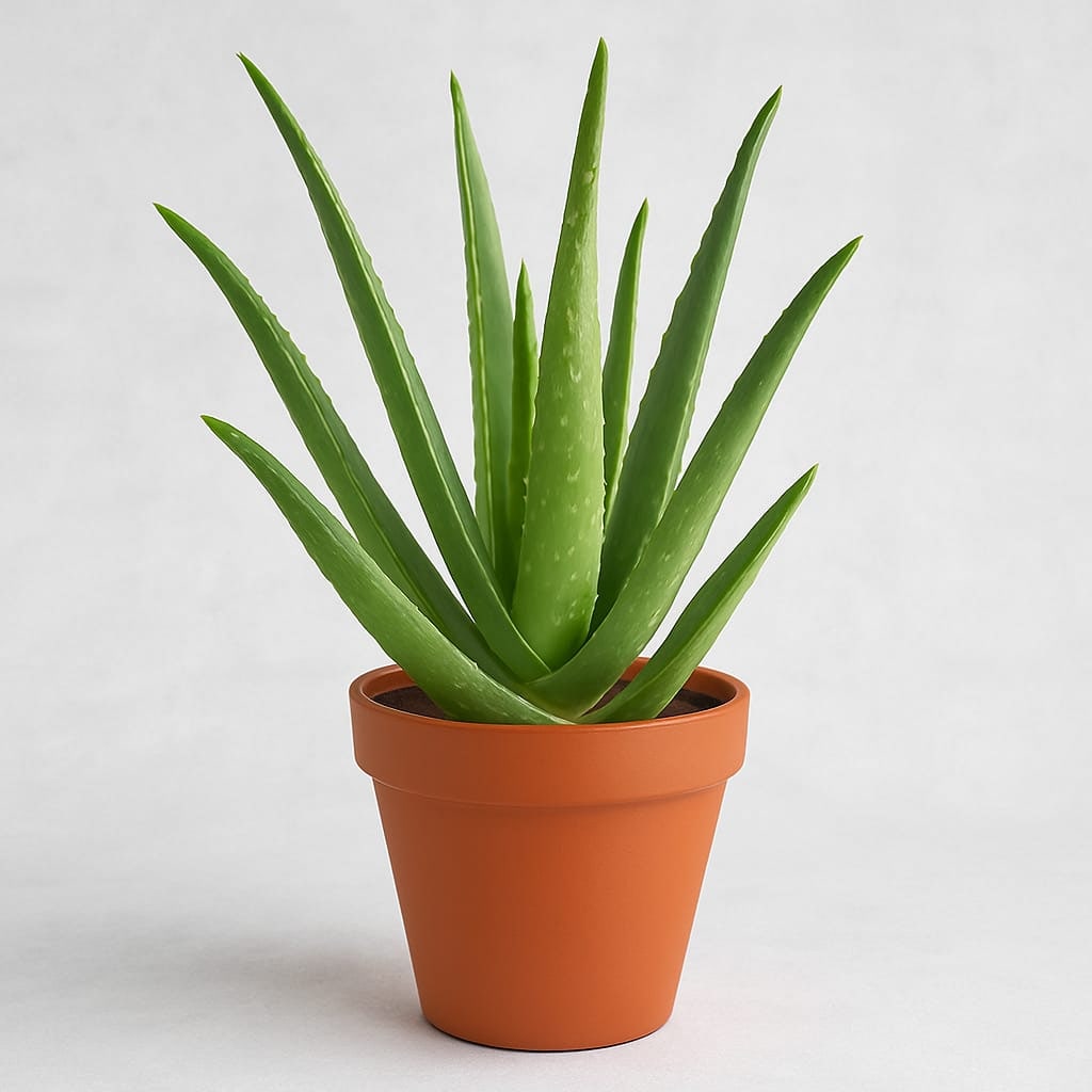 Money Plant Care Tips. Money plant care tips 4