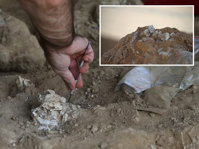 Such was the early life of humans! 1800000 year old bone opened secrets