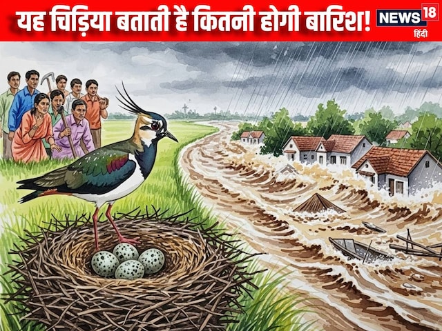 इस चिड़िया के अंडों से पता चलती है बारिश, अबकि जितने अंडे दिए हैं ना, तय है.. इस चिड़िया के अंडों से पता चलती है बारिश, अबकि जितने अंडे दिए हैं ना, तय है..