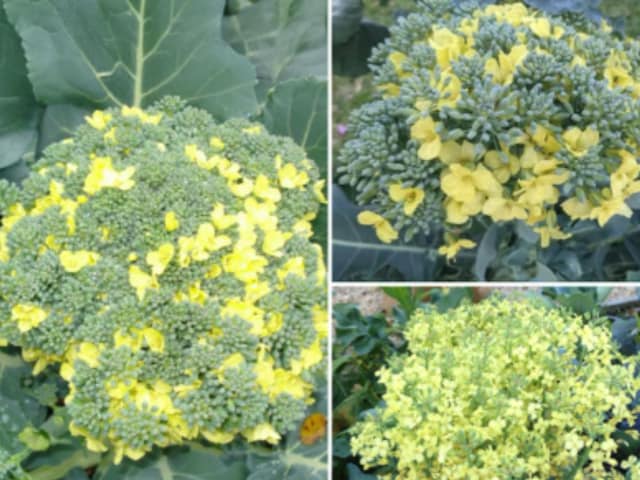 Brokely is not vegetable, people were eating in misunderstandings, reality will be shocked Brokely is not vegetable, people were eating in misunderstandings, reality will be shocked