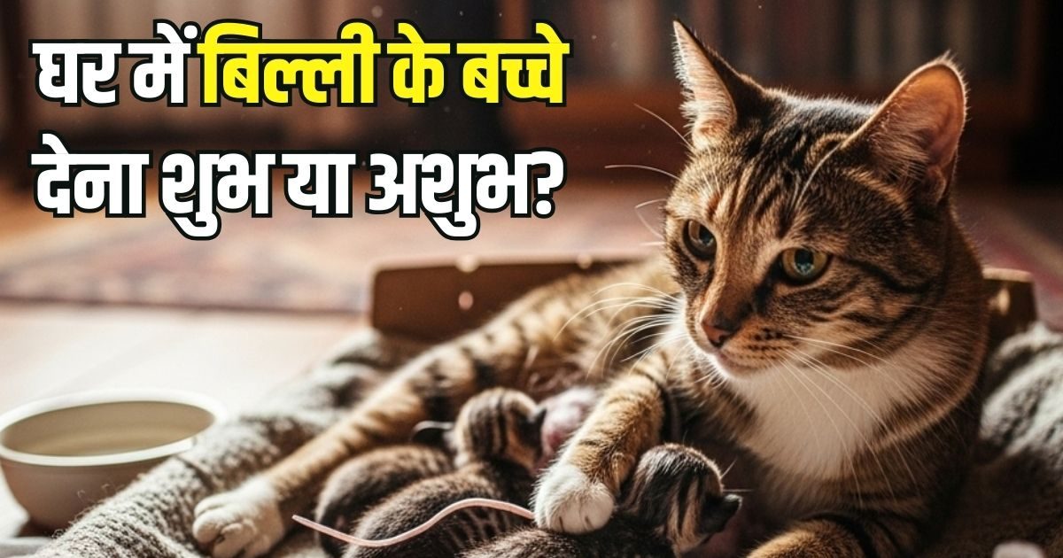 घर में बिल्ली के बच्चे देना शुभ या अशुभ? जीवन के किस ओर का है संकेत, यहां दूर कर लें कंफ्यूजन