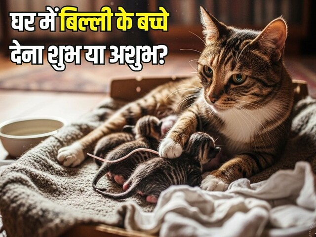 घर में बिल्ली के बच्चे देना शुभ या अशुभ? जानिए जीवन के किस ओर का है संकेत