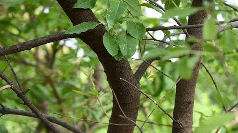 Sandalwood cultivation, how to cultivate sandalwood, sandalwood cultivation tips, where is sandalwood cultivated in Madhya Pradesh, method of sandalwood cultivation, Sandalwood cultivation, how to cultivate sandalwood, sandalwood cultivation tips, where is sandalwood cultivated in Madhya Pradesh, method of sandalwood cultivation,