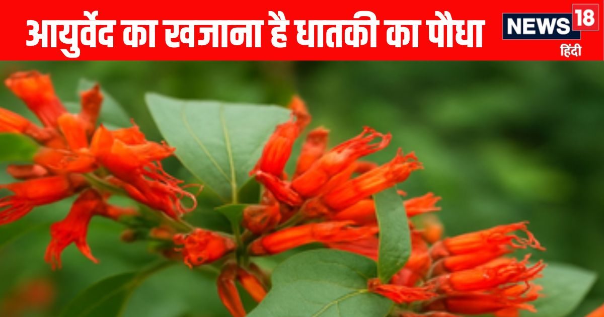 Dhataki plant Benefits: आयुर्वेद के खजाने से निकला धातकी का पौधा, चमत्कारी फायदों से है भरपूर