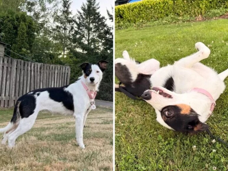 dna test of dog dna test of dog