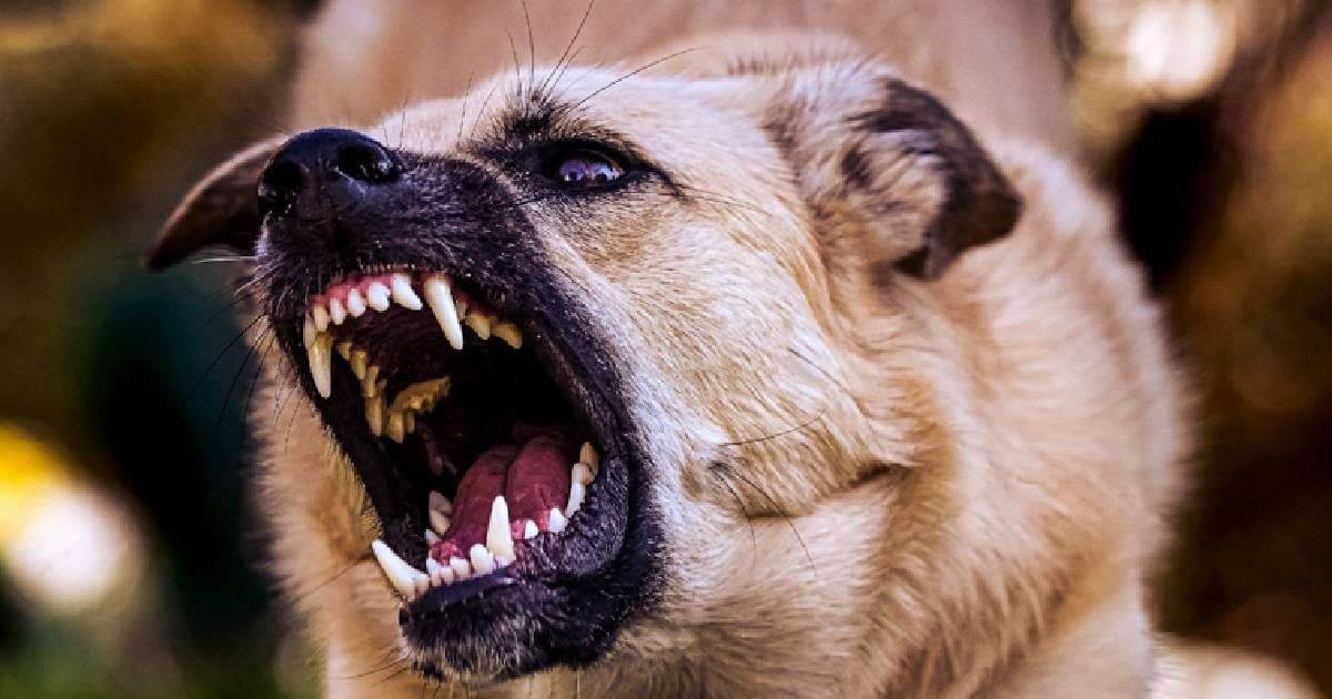 कौन से कुत्ते सबसे ज्यादा काटते हैं? कैसे करें पहचान? ये रहीं गाइडलाइंस