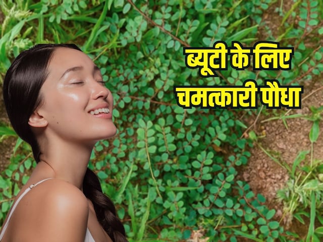 छोटी दूधी के बारे में जानते हैं आप? स्किन ग्लोइंग और बाल घने करने वाला पौधा