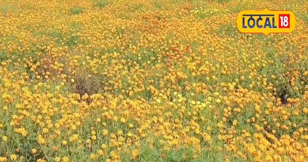 यह कोई मामूली फूल नहीं…औषधीय गुणों का है भंडार, कई बीमारियों का है काल, फायदे जान हो जाएंगे हैरान
