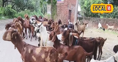 बकरी पालन से मुनाफा 