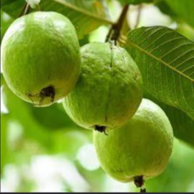 In the study, the difference between tea and food made from guava leaves has been tested that it has been found that there is no reaction of food going in the stomach from this tea. Tea made of guava leaves is sold in Japan. In Japa, people at risk of diabetes drink this drink. After meals, to prevent the rapid increase in blood sugar, they consume guava leaf tea. This tea consists of carbohydrates and polyphenols, which are tied to digestive enzymes and are known to benefit health through low absorption of sugars or fat present in the diet. This keeps the retina of the eyes healthy.