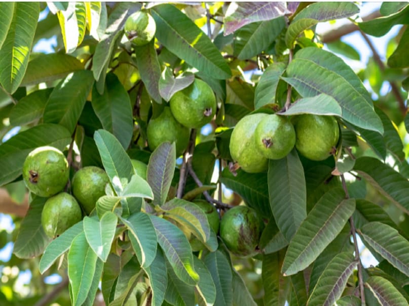 There are countless benefits of guava leaves from Ayurveda to modern medical science. It contains plenty of antioxidants, anti-inflammatory elements and plant compounds. Flavonoids like quercetin are found in abundance in guava leaves. It is also antibacterial. This is why it is a quality leaves to speed up the eyesight. Many benefits of guava leaves have been told in Ayurveda. It is also very beneficial for bringing glow on the skin. Let's learn more about the art of making guava tea and its benefits. There are countless benefits of guava leaves from Ayurveda to modern medical science. It contains plenty of antioxidants, anti-inflammatory elements and plant compounds. Flavonoids like quercetin are found in abundance in guava leaves. It is also antibacterial. This is why it is a quality leaves to speed up the eyesight. Many benefits of guava leaves have been told in Ayurveda. It is also very beneficial for bringing glow on the skin. Let's learn more about the art of making guava tea and its benefits.