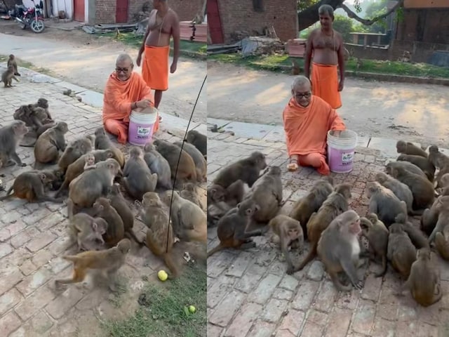 IPS का 2020 में टूटा था सपना, बंदरों को कराते हैं भोजन, 2025 में करेंगे वापसी?