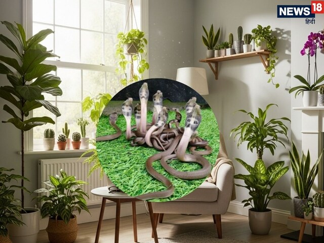 These 5 plants ban snakes in the house, they live far away from their smell