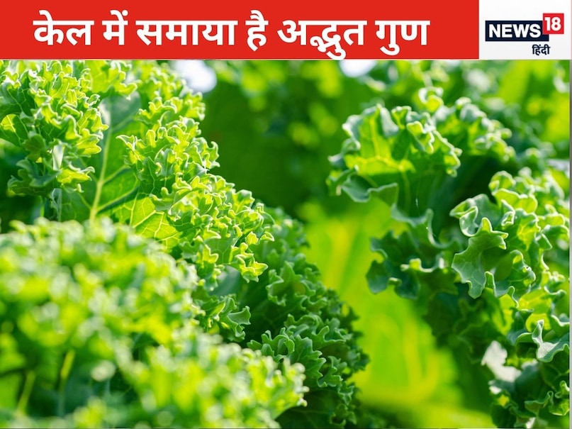 केल-केल में पाए जाने वाले कैंसर-रोधी यौगिकों में विटामिन सी और के के साथ-साथ फाइबर, एंटीऑक्सीडेंट और अन्य पोषक तत्व शामिल हैं. केल में मौजूद इंडोल-3-कारबिनॉल नामक पदार्थ डीएनए की मरम्मत में सहायता करता है और टॉक्सिक केमिकल के डिटॉक्सिफिकेशन में मदद करता है. ठीक वैसे ही जैसे ब्रोकोली में होता है. शोध से पता चलता है कि इस सब्जी का सेवन प्रोस्टेट, कोलन, फेफड़ों और स्तन कैंसर के विकास की संभावना को कम करता है. केल का तीखा स्वाद और ठोस बनावट इसे सलाद बनाने, स्मूदी में मिलाने और सूप में पकाने के लिए उपयुक्त बनाता है. केल कैल्शियम और आयरन का उत्कृष्ट स्रोत है, जो हड्डियों के स्वास्थ्य के लिए लाभकारी है और ऊर्जा प्रदान करता है. केल का नियमित सेवन से पाचन भी मजबूत होता है.
