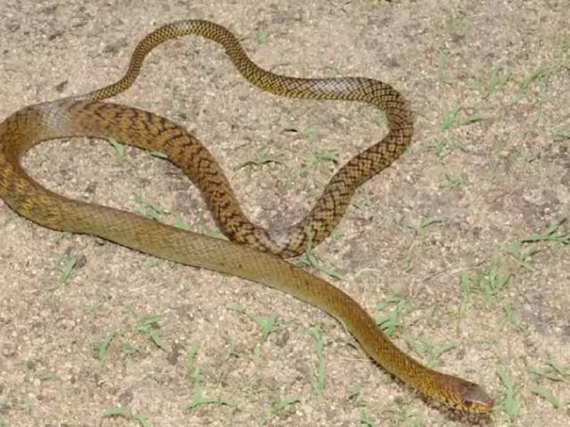 snake fact snake fact