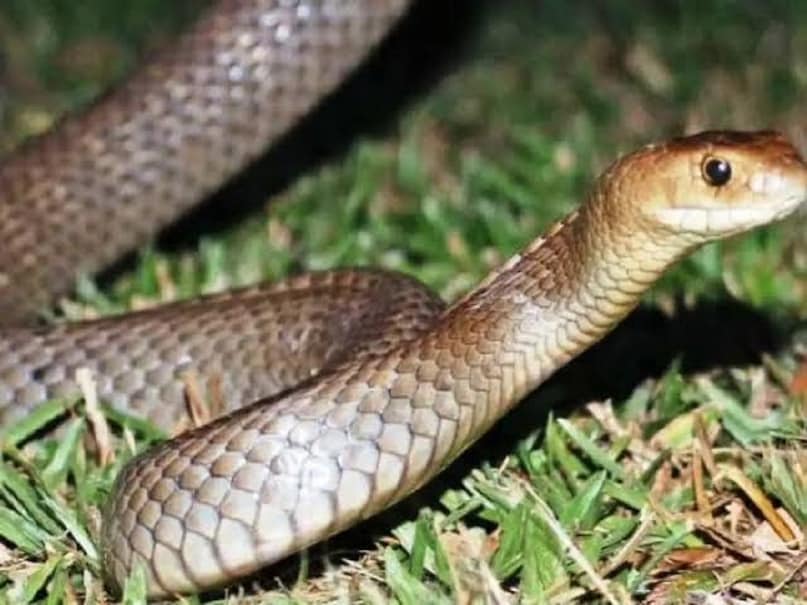 snake fact snake fact