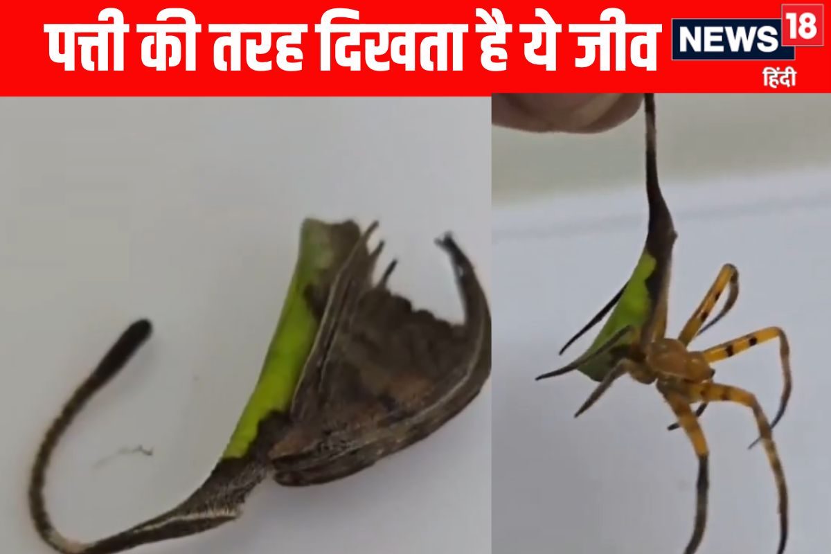 सड़ी हुई पत्ती समझ कर नहीं उठाना इसे, असली रूप देख खिसक जायेगी पैरों तले जमीन!