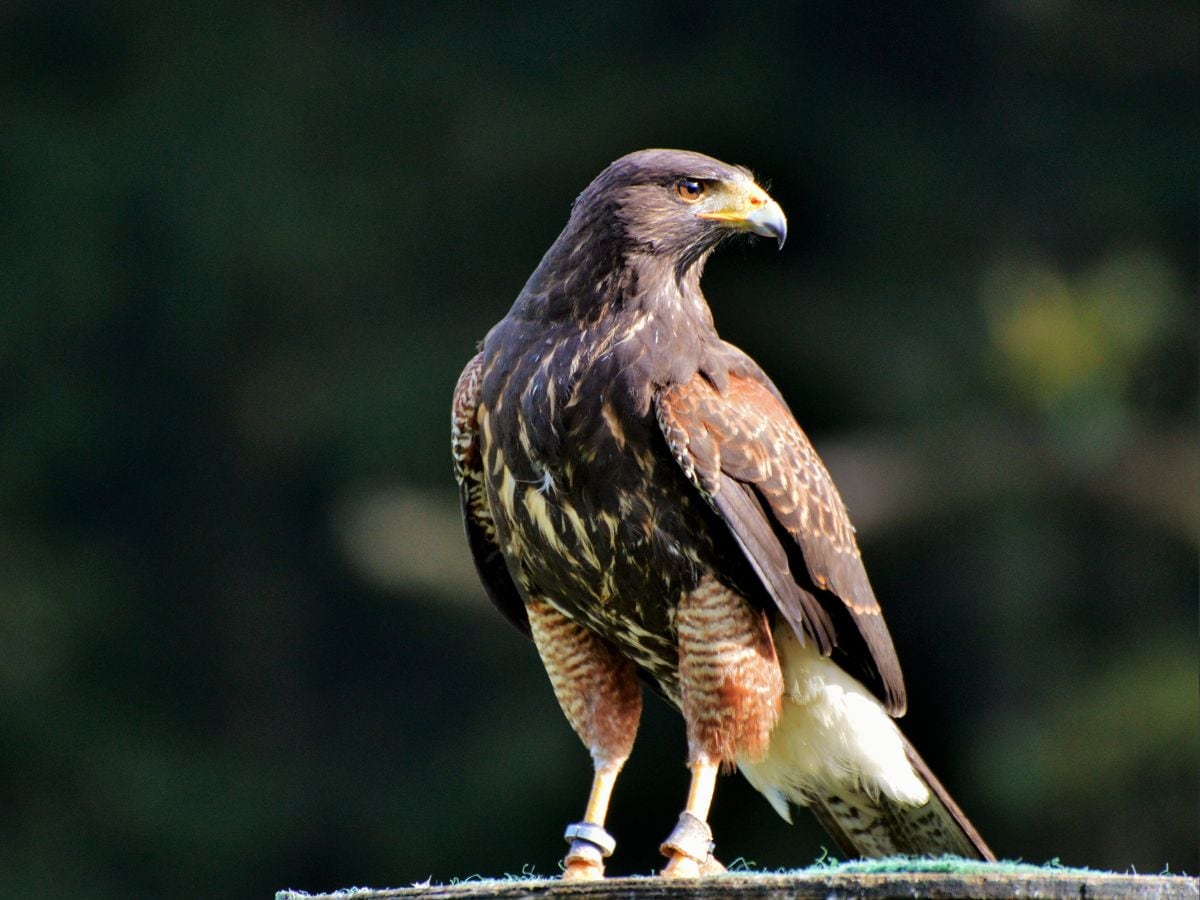 Peregreen Falcon: The fastest creature in the world. 2