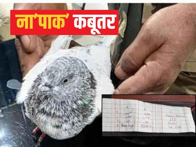 कबूतर भी ना'पाक' निकला... पंजे में बंधा था मैसेज- कश्मीर की आजादी, समय आ गया..