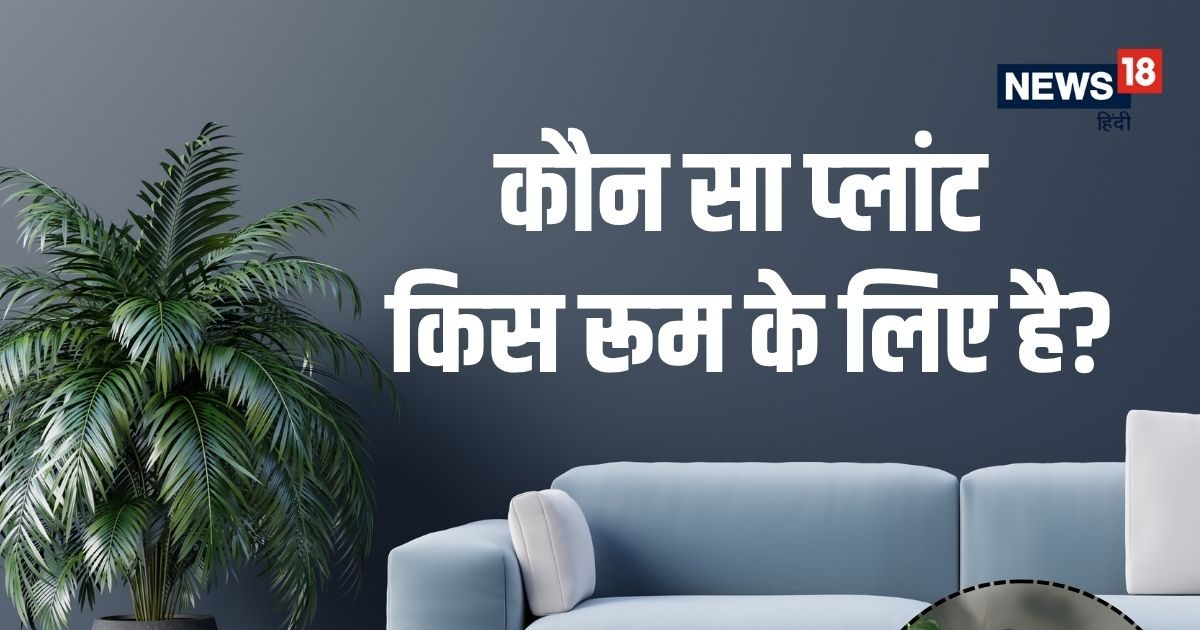 Best Houseplants For Every Room: लिविंग रूम से लेकर बेडरूम तक, जानिए किन पौधों को कहां रखना सेहत के लिए फायदेमंद