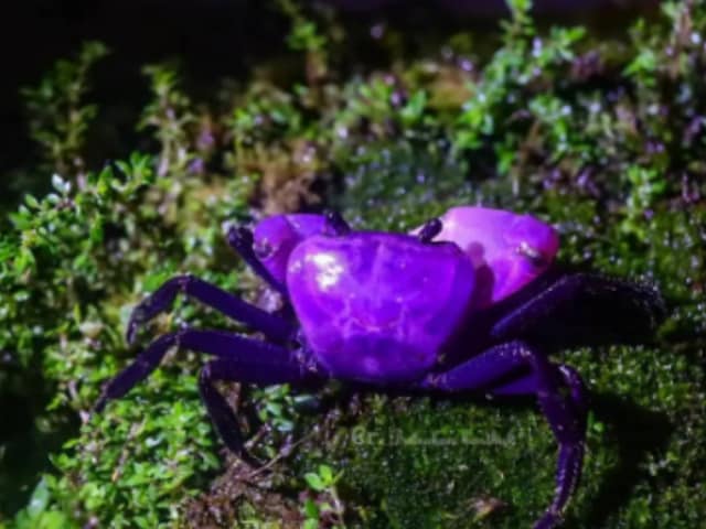 Purple-white colors ... Rare purple crab revealed, connection to the queen of Thailand
