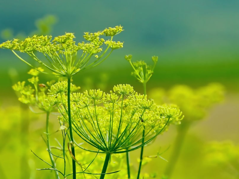 Fennel contains many types of antioxidants which are very beneficial for the skin. They remove free radicals from the skin. Free radicals cause wrinkles on the skin, due to which the skin starts to look old. By consuming regular fennel, the skin looks young and the face looks fed. Fennel contains many types of antioxidants which are very beneficial for the skin. They remove free radicals from the skin. Free radicals cause wrinkles on the skin, due to which the skin starts to look old. By consuming regular fennel, the skin looks young and the face looks fed.