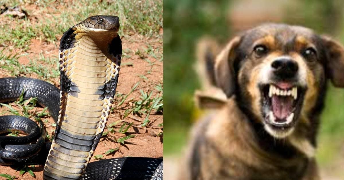 सांप या कुत्ता काट ले तो सबसे पहले कौन सा नंबर मिलाएं? तुरंत मिलेगी मदद dog and snake bite authentic helpline number in india by ncdc mohfw