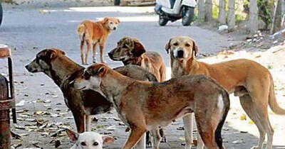 शिक्षक करेंगे आवारा कुत्तों की गिनती 