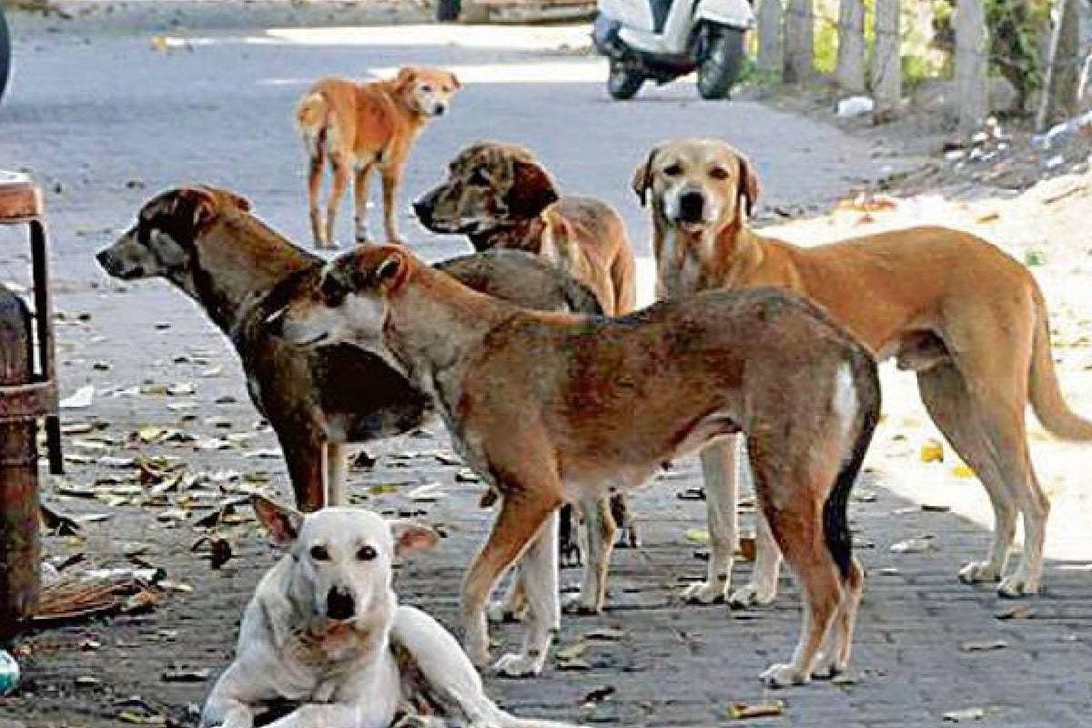 बाप रेकितनी महंगी पड़ेगी कुत्तों की नसबंदी सर्जरी देखभाल खर्च की डिटेल