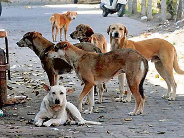 शेल्टर होम्स में एक कुत्ते पर कितना आएगा खर्च? IVA एक्सपर्ट ने बताया