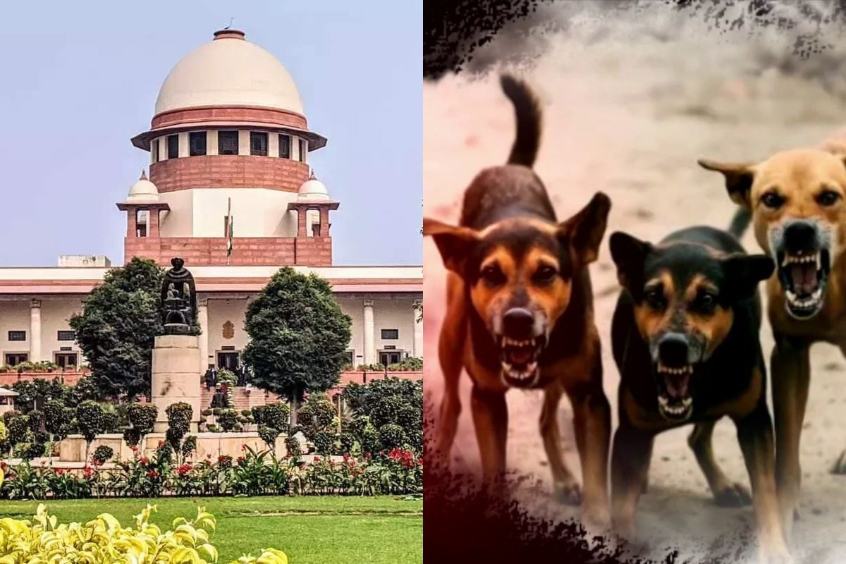 मीलॉर्ड कुत्तों को मत हटाइएSC पहुंचे डॉग लवर्स जज साहब ने सीधे दिया झटका