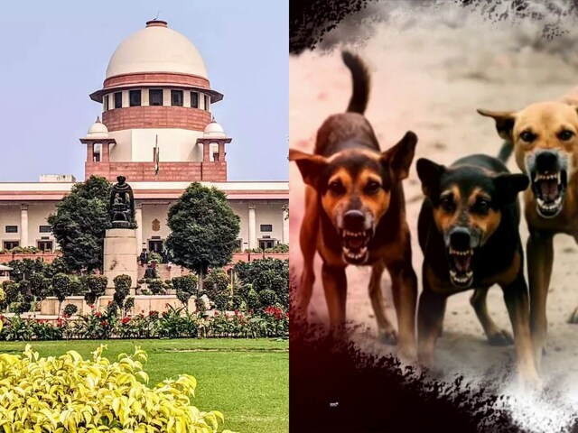 Supreme Court Hearing Today| Supreme Court On Stray Dogs| या तो स्वीकार  करें या रिजेक्ट&hellip; आवारा कुत्तों पर सुप्रीम कोर्ट में बहस, जस्टिस विक्रमनाथ  ने फैसला रखा रिजर्व ...