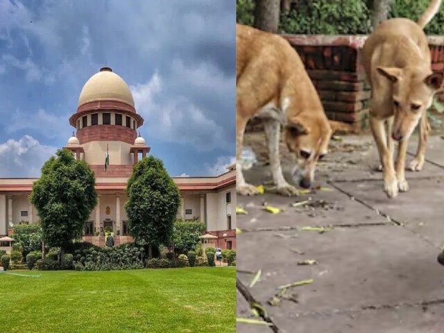 SC का बड़ा फैसला कल, दिल्ली की सड़कों से हटेंगे आवारा कुत्ते या मिलेगी राहत?