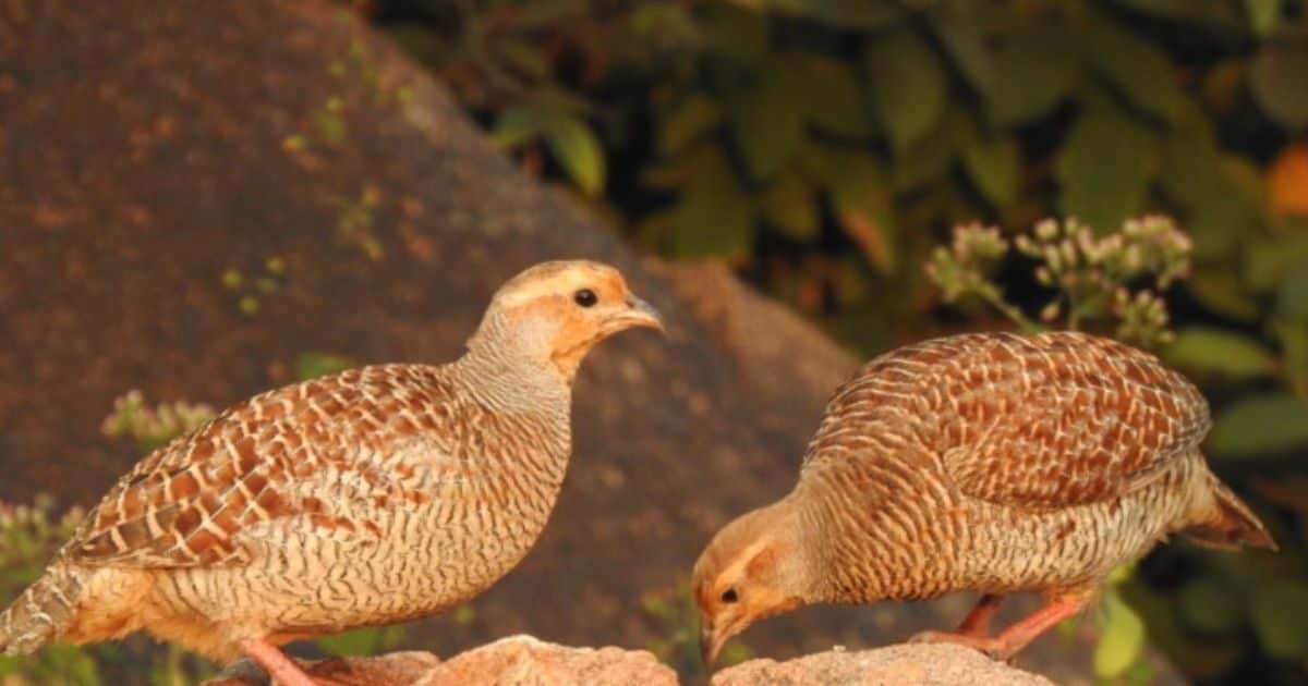 Sex Addict Bird: सेक्स एडिक्ट होते हैं तीतर! दिनभर में 10 मादाओं के साथ ...