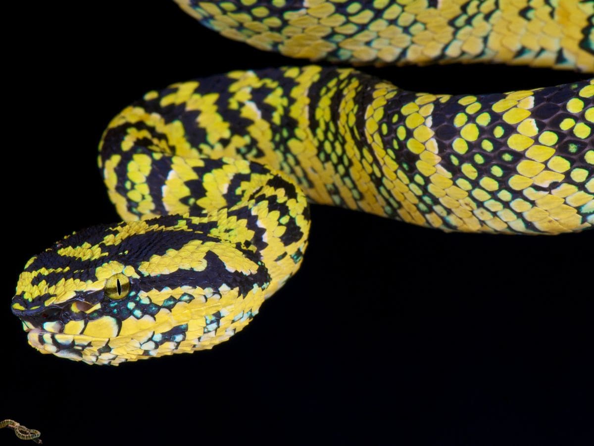 temple viper, sanke venom 