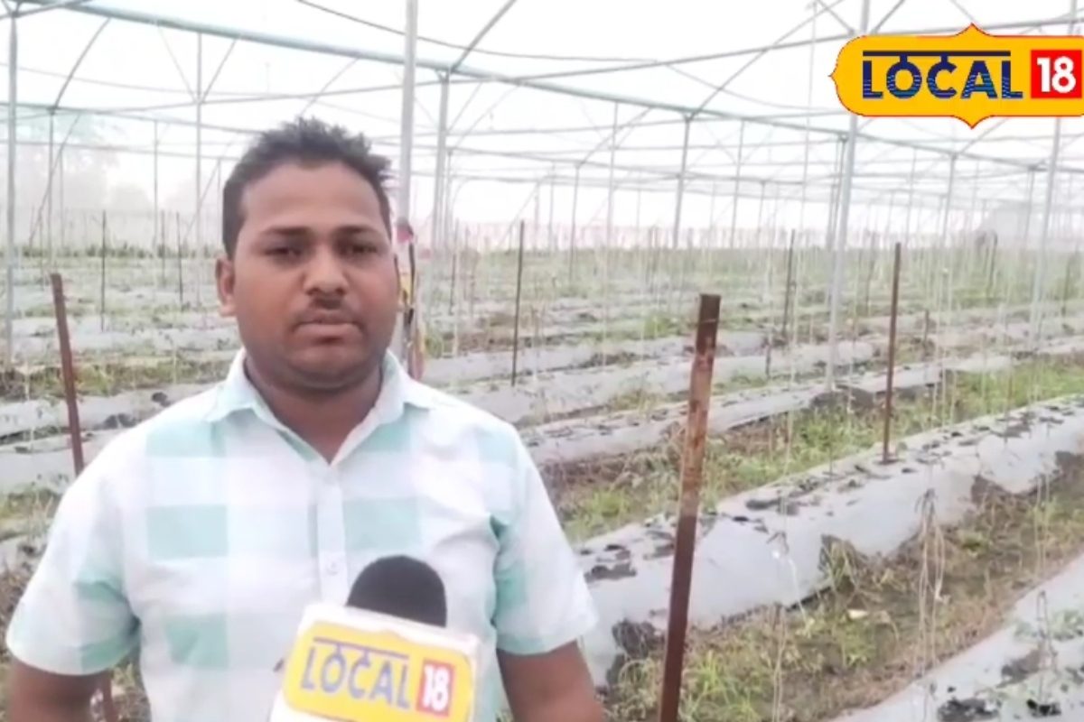 पढ़ाई छोड़ी, खेती अपनाई और पहले ही सीजन में टमाटर से बटोर लिए लाखों...कैसे?
