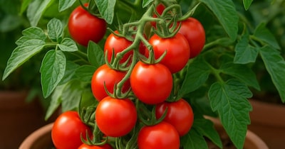 टमाटर – टमाटर में लाइकोपीन पाया जाता है, जो त्वचा को सूरज की किरणों से बचाता है और रंगत निखारता है. टमाटर का जूस, सलाद या सूप स्किन को हेल्दी रखने में मदद करता है. यह त्वचा को अंदर से पोषण देता है और फ्री रेडिकल्स से लड़ने में भी सहायक है.