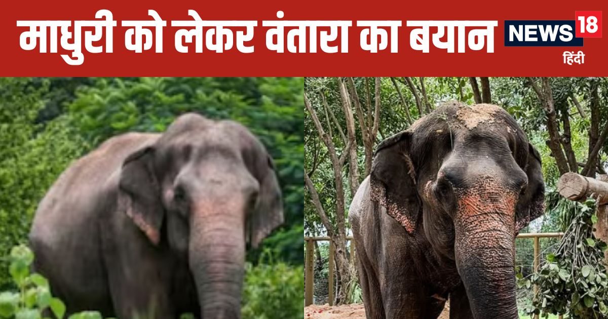 माधुरी की देखरेख और भविष्य को लेकर आया वंतारा का आधिकारिक बयान