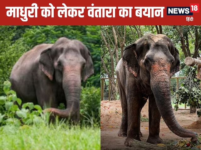 माधुरी की देखरेख और भविष्य को लेकर आया वंतारा का आधिकारिक बयान माधुरी की देखरेख और भविष्य को लेकर आया वंतारा का आधिकारिक बयान