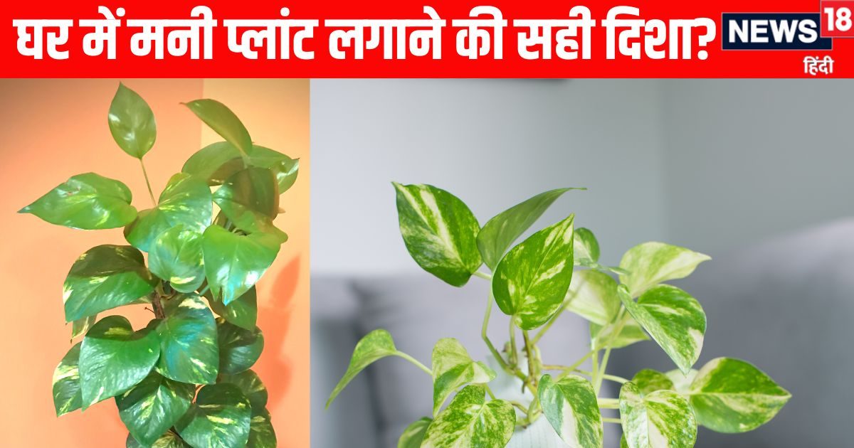 कंगाल बना देगा गलत दिशा में रखा मनी प्लांट, पूरे घर के वास्तु को कर देगा उलट पुलट, इस बात का रखें ध्यान